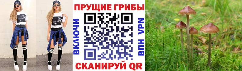 darknet клад  закладка  Чулым  Галлюциногенные грибы Cubensis 